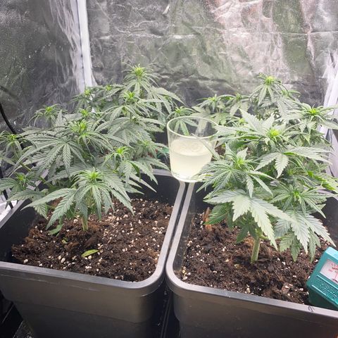 Super Skunk Automatic growlog timeline photo