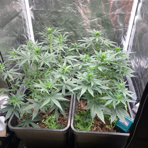 Super Skunk Automatic growlog timeline photo