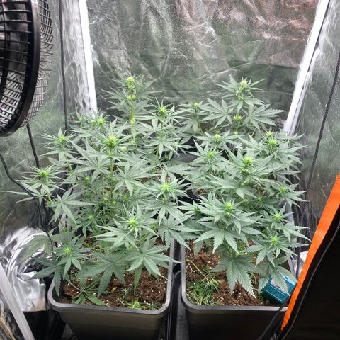 Super Skunk Automatic growlog photo: Leichte überdüngung 