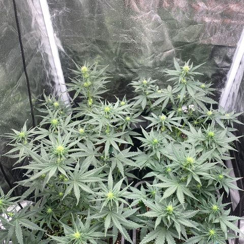 Super Skunk Automatic growlog timeline photo