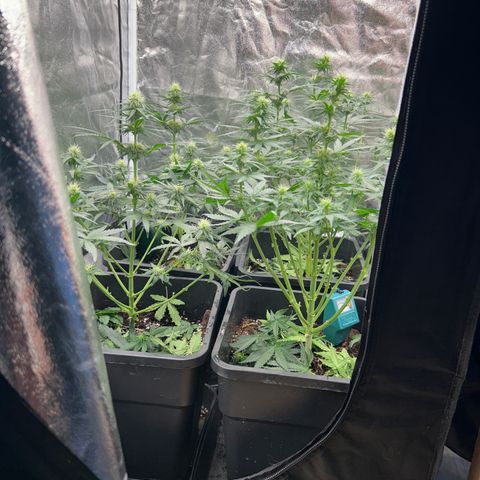 Super Skunk Automatic growlog timeline photo