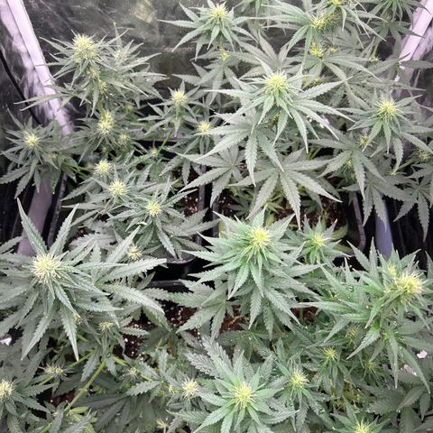 Super Skunk Automatic growlog timeline photo