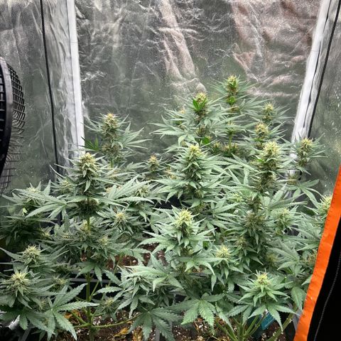 Super Skunk Automatic growlog timeline photo
