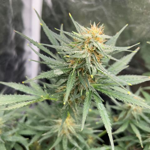 Super Skunk Automatic growlog timeline photo