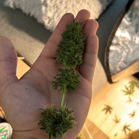 Super Skunk Automatic growlog timeline photo