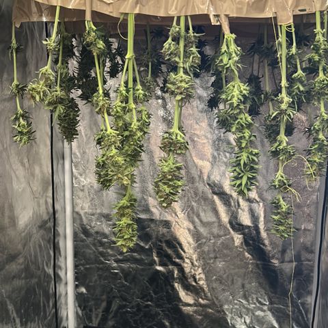 Super Skunk Automatic growlog timeline photo