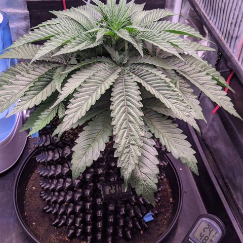 Nothern Zaa growlog timeline photo
