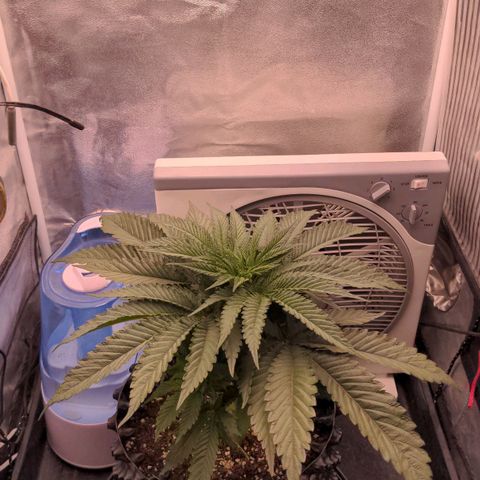 Nothern Zaa growlog timeline photo