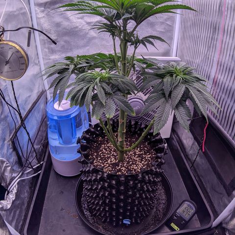Nothern Zaa growlog timeline photo