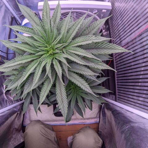Nothern Zaa growlog timeline photo