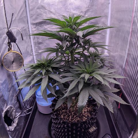 Nothern Zaa growlog timeline photo