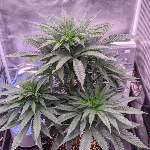 Nothern Zaa growlog timeline photo