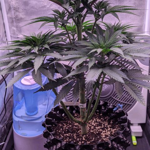 Nothern Zaa growlog timeline photo