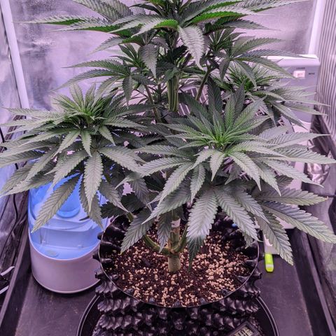 Nothern Zaa growlog timeline photo