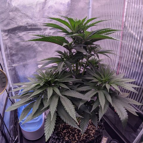 Nothern Zaa growlog timeline photo