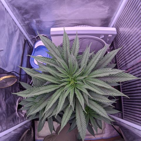 Nothern Zaa growlog timeline photo