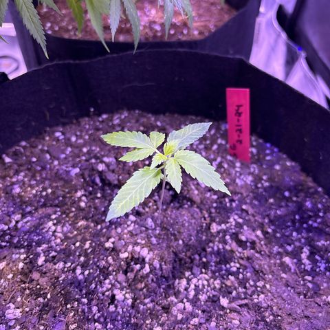 Gorilla glue #4 growlog timeline photo