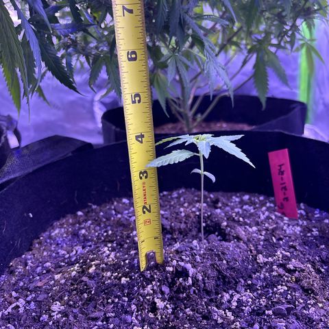 Gorilla glue #4 growlog timeline photo