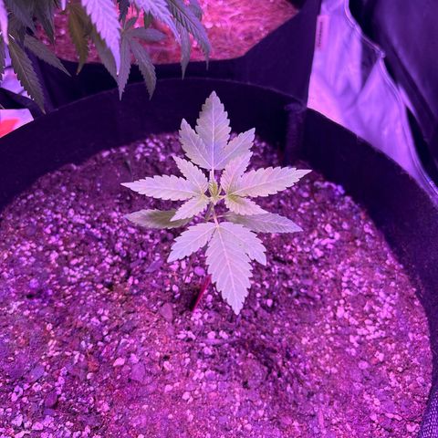 Gorilla glue #4 growlog photo: Almost 5 inches 