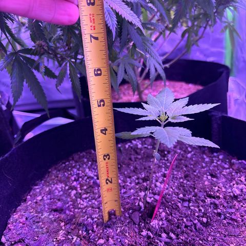 Gorilla glue #4 growlog photo: Almost 5 inches 