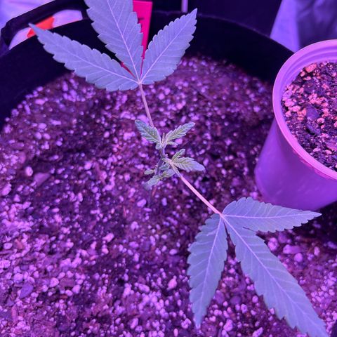Gorilla glue #4 growlog timeline photo