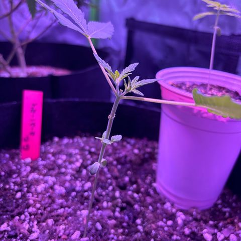 Gorilla glue #4 growlog timeline photo