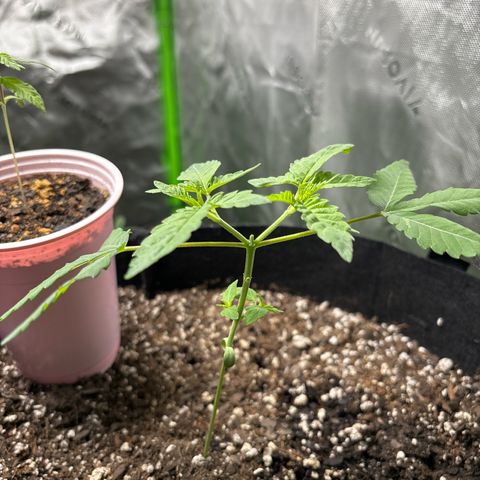Gorilla glue #4 growlog timeline photo