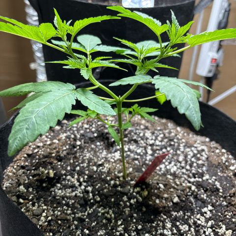 Gorilla glue #4 growlog timeline photo