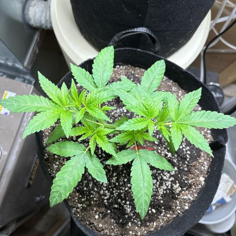 Gorilla glue #4 growlog timeline photo