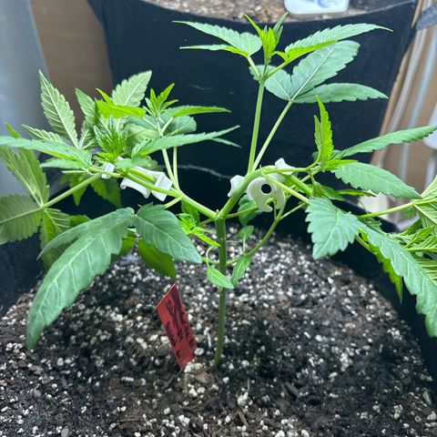 Gorilla glue #4 growlog photo: Started low stress training  today