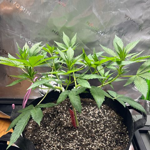 Gorilla glue #4 growlog timeline photo
