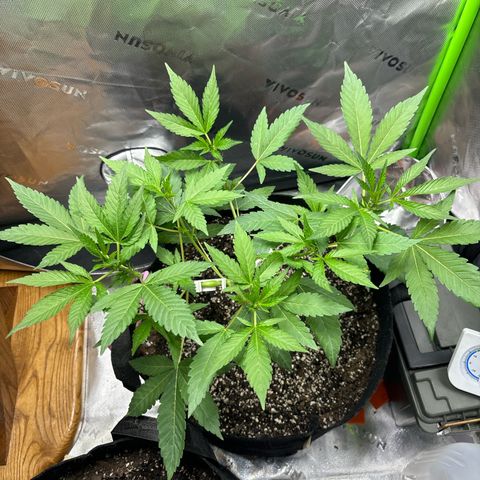 Gorilla glue #4 growlog timeline photo