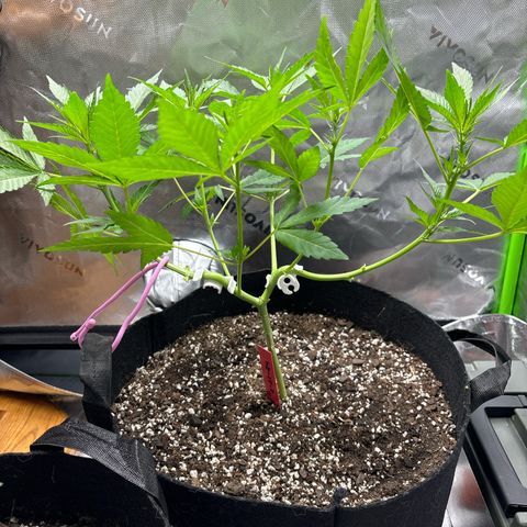 Gorilla glue #4 growlog timeline photo