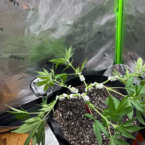 Gorilla glue #4 growlog photo: Training today