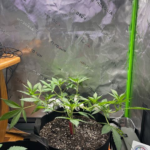 Gorilla glue #4 growlog timeline photo