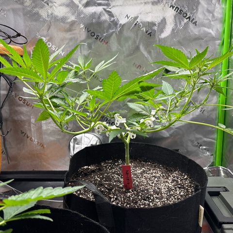 Gorilla glue #4 growlog timeline photo