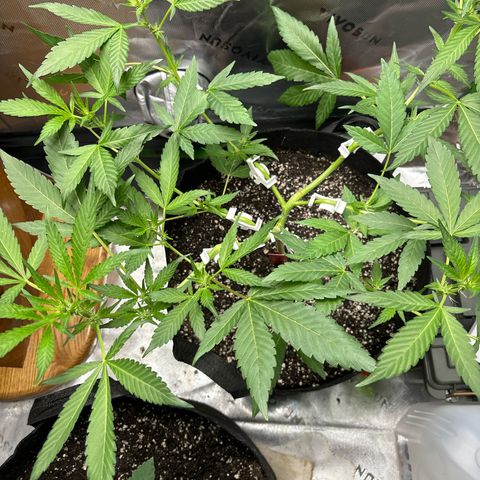 Gorilla glue #4 growlog timeline photo