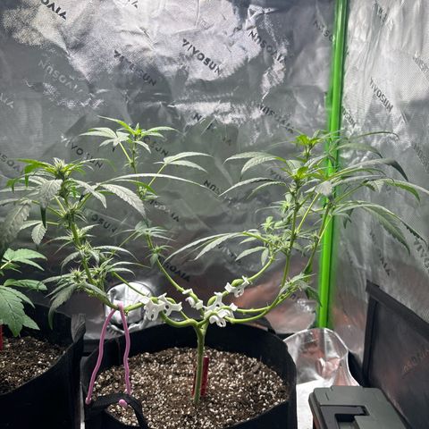 Gorilla glue #4 growlog timeline photo