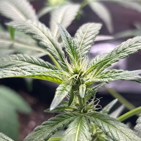 Gorilla glue #4 growlog timeline photo