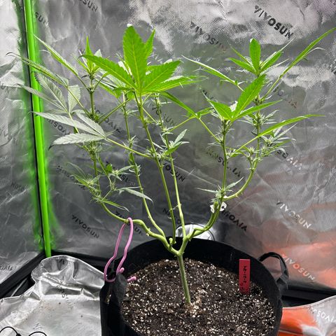 Gorilla glue #4 growlog timeline photo