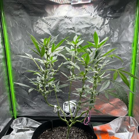 Gorilla glue #4 growlog timeline photo
