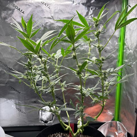 Gorilla glue #4 growlog timeline photo