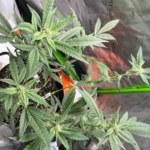 Gorilla glue #4 growlog timeline photo