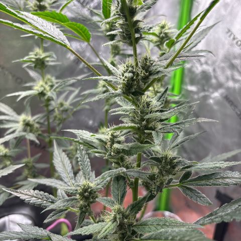 Gorilla glue #4 growlog timeline photo