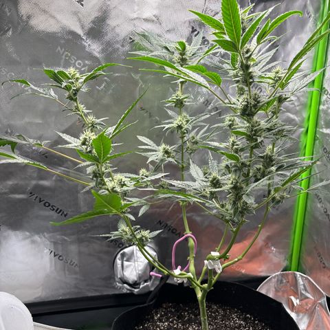 Gorilla glue #4 growlog timeline photo