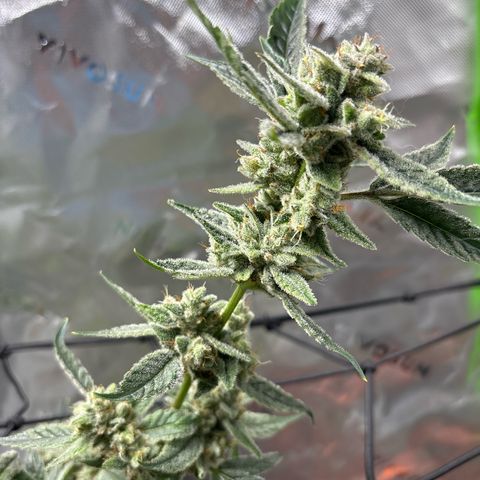 Gorilla glue #4 growlog timeline photo