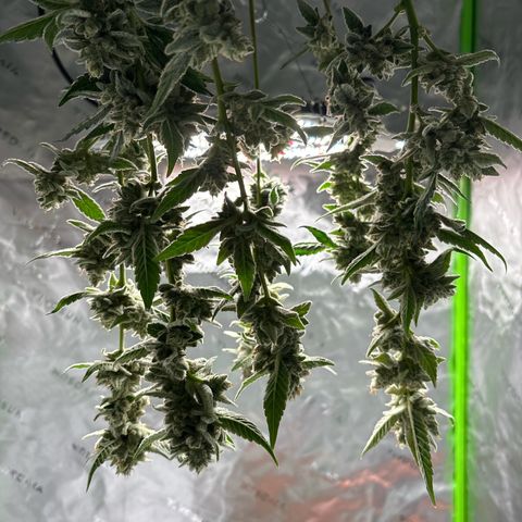 Gorilla glue #4 growlog timeline photo