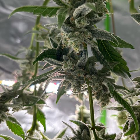 Gorilla glue #4 growlog timeline photo