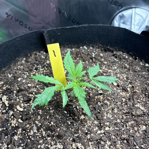 Blue cheese  #1 growlog timeline photo