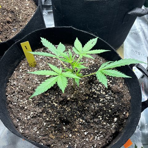 Blue cheese  #1 growlog timeline photo